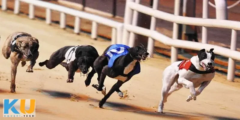 Các loại cược phổ biến trong cá cược đua chó