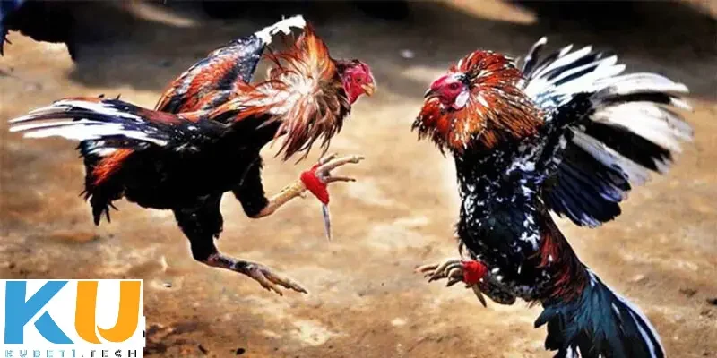 cach choi da ga tren mang uy tin