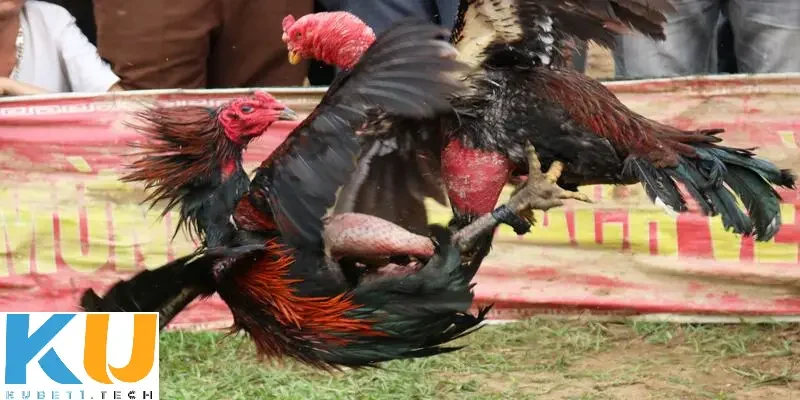 da ga cua dao kinh dien