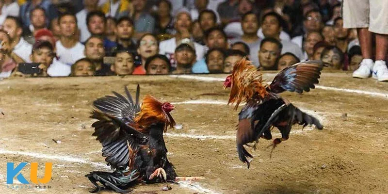 Phân tích các hình thức đặt cược phổ biến trong đá gà mạng