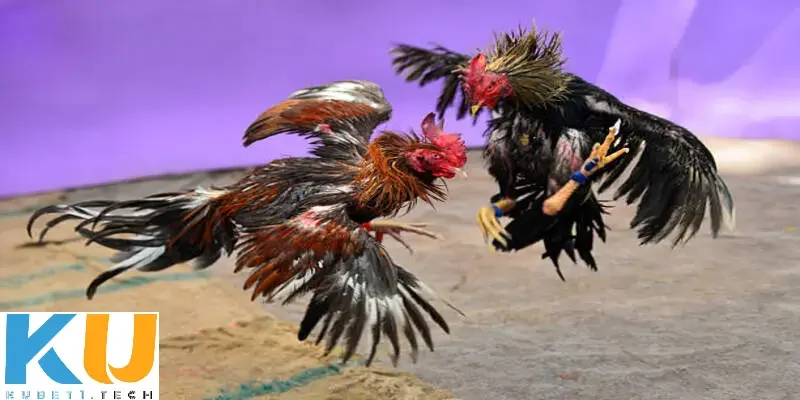 Sự hấp dẫn của loại hình đá gà cựa dao kinh điển